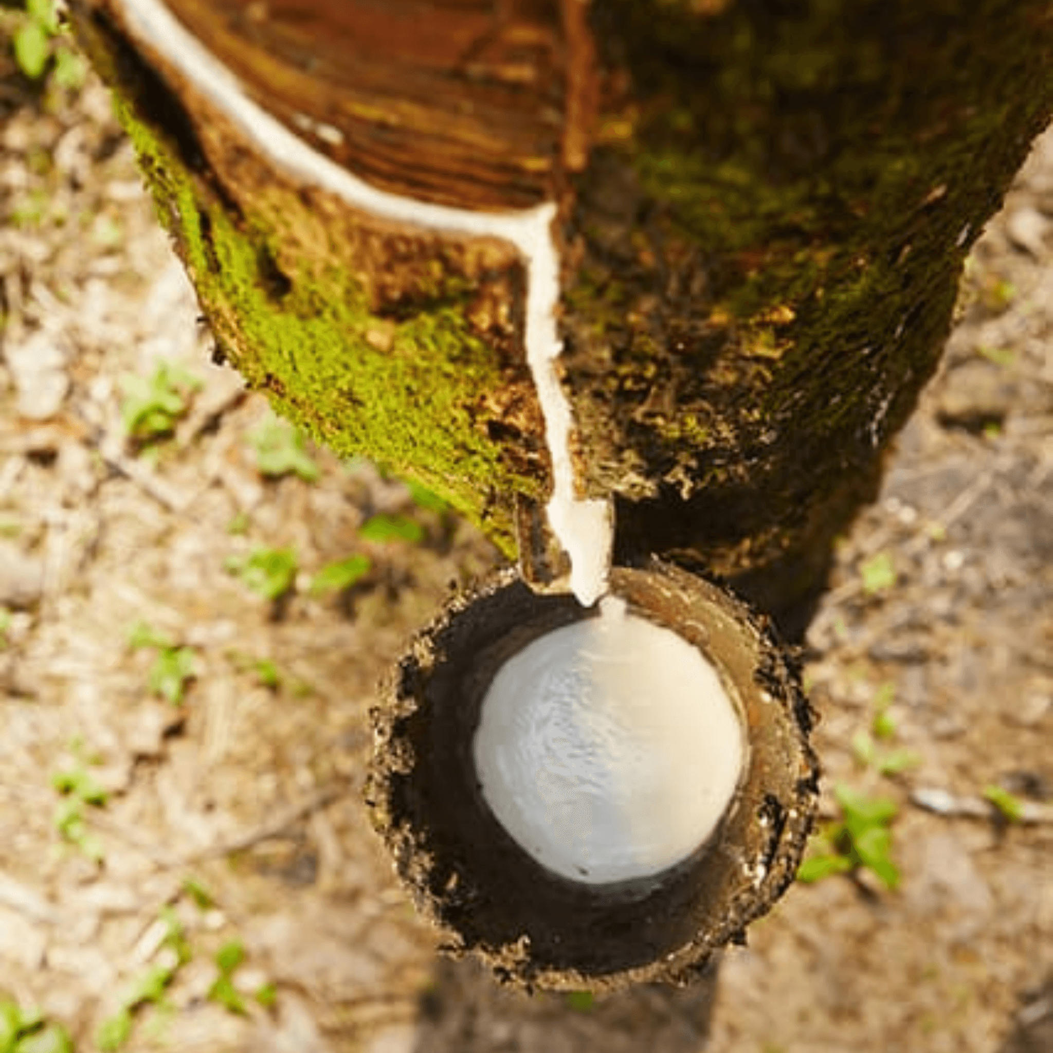 Organic Chipped Latex Pillow - Adjustable fill